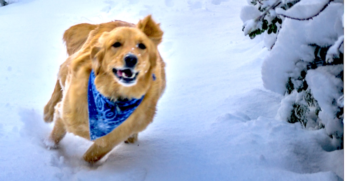 God Running Dogs Out-Running God (#849) | The God Journey